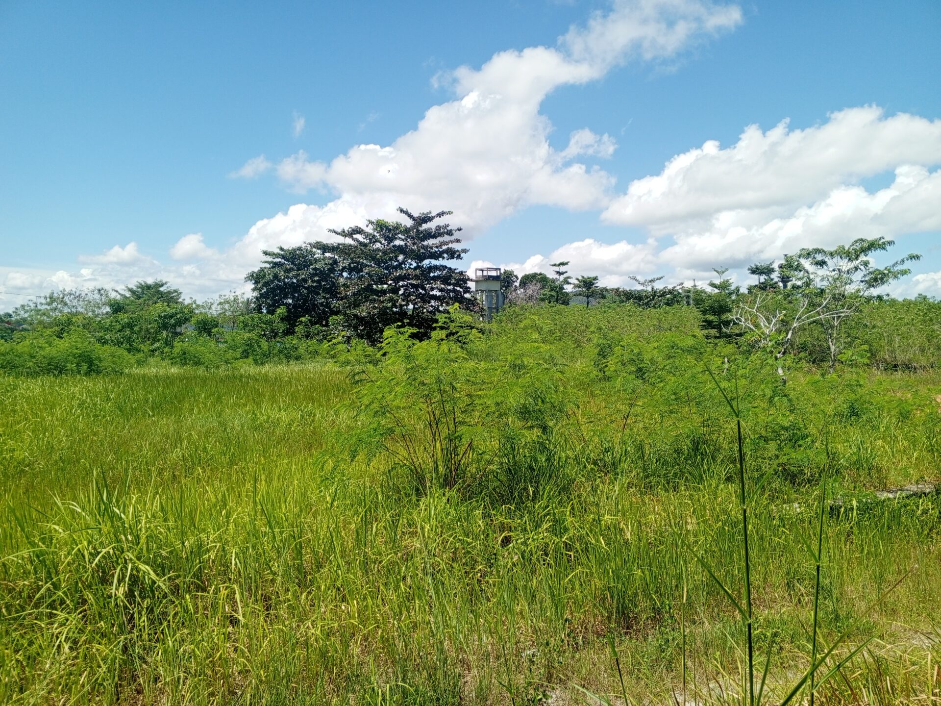 Suburnya Tanah THR Sungailiat Semak Belukar Tumbuh Hijau
