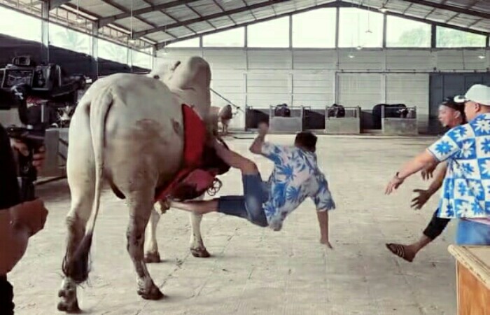 Artis Raffi Ahmad Jatuh saat Naik Sapi Limousin, Begini Kondisinya