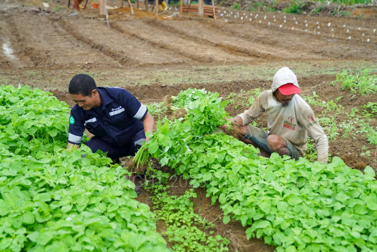 Dukung Swasembada dan Ketahanan Pangan, PT Timah Terus Bantu Petani
