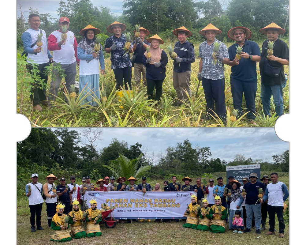 Kelompok Tani Air Jangkang Berhasil Panen Nanas Badau di Lahan Eks Tambang