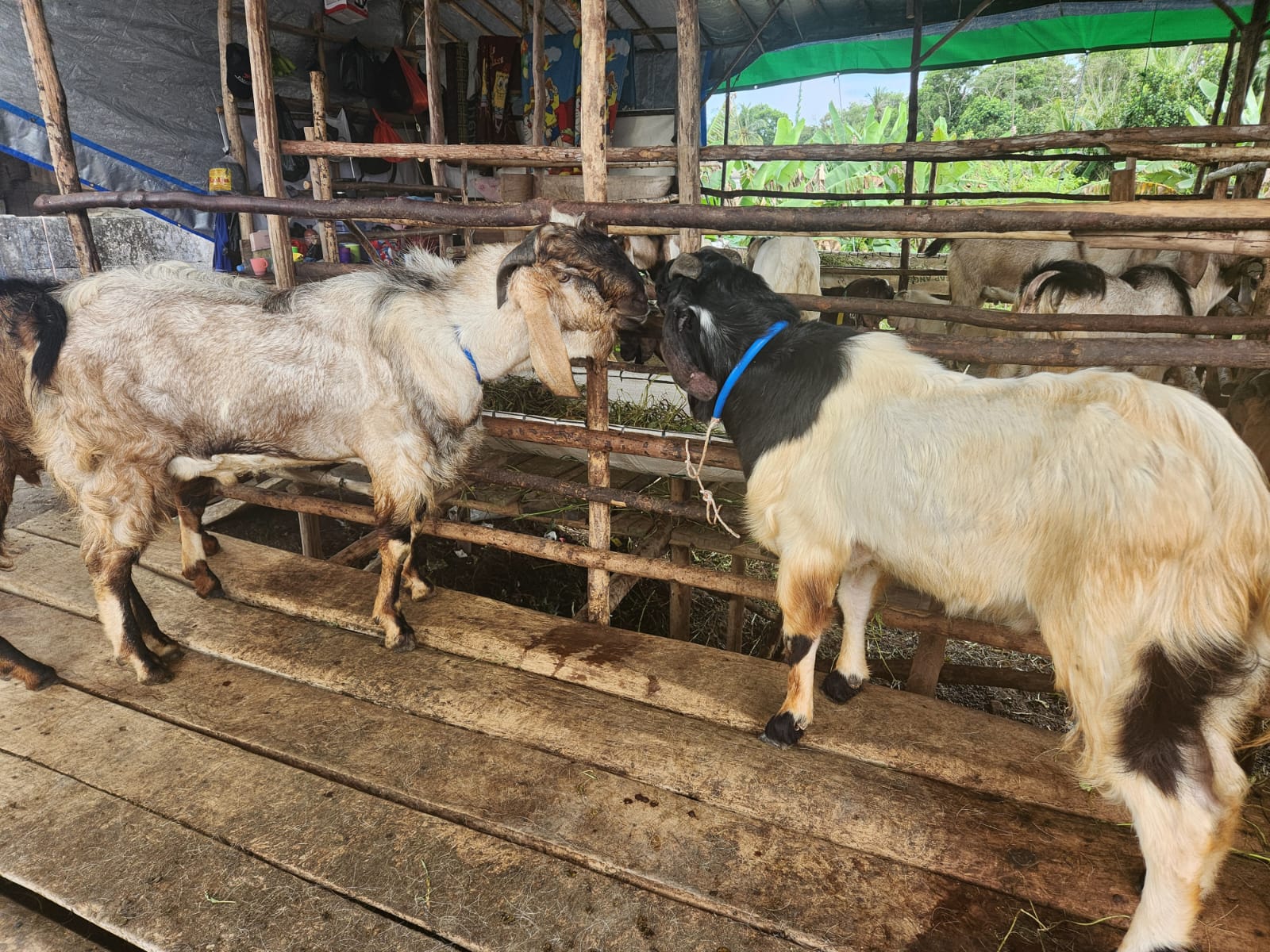 Hadi Pilih Langsung Kambing Jualannya di Lampung