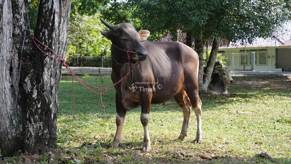 Meningkat dari Tahun Sebelumnya, PT Timah Sebar Ratusan Hewan Kurban