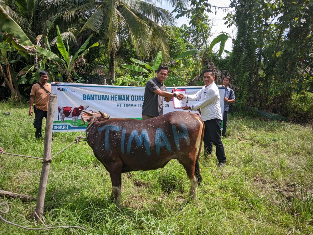PT Timah Mulai Distrbusikan Hewan Kurban Hingga ke Pulau-pulau