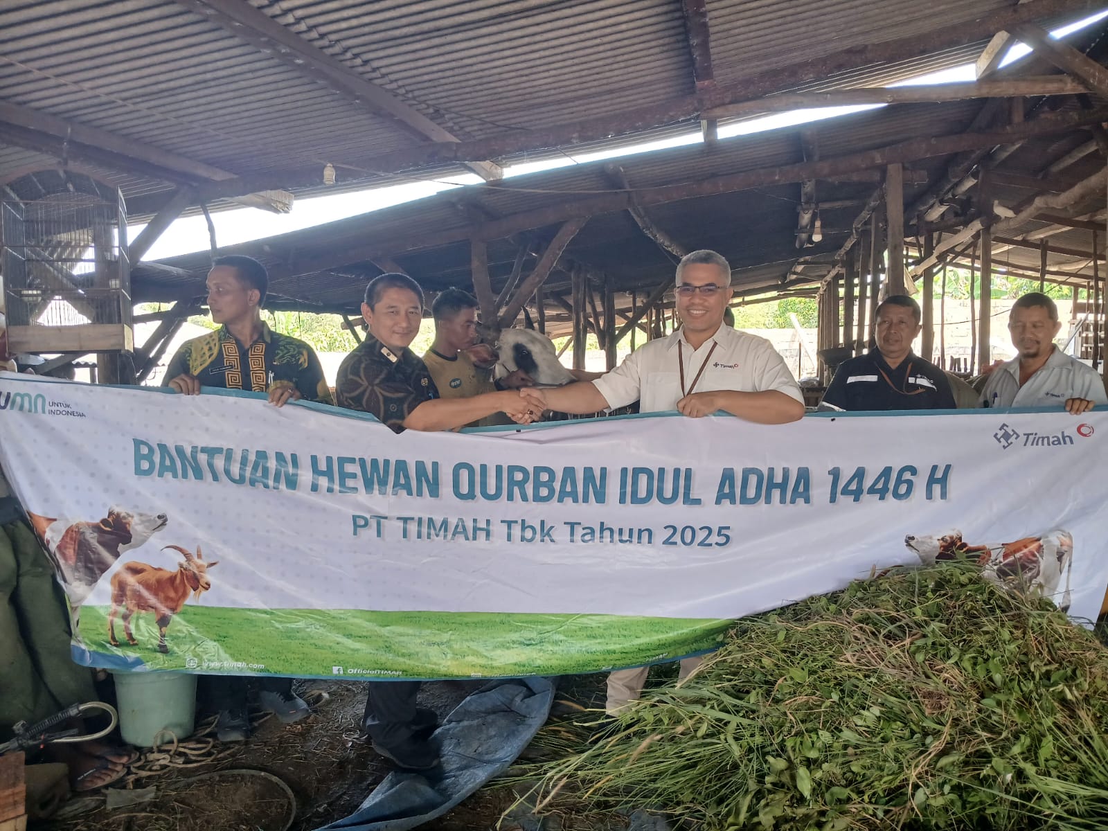 Iduladha 1446 H, PT Timah Sebar 256 Sapi ke Berbagai Daerah