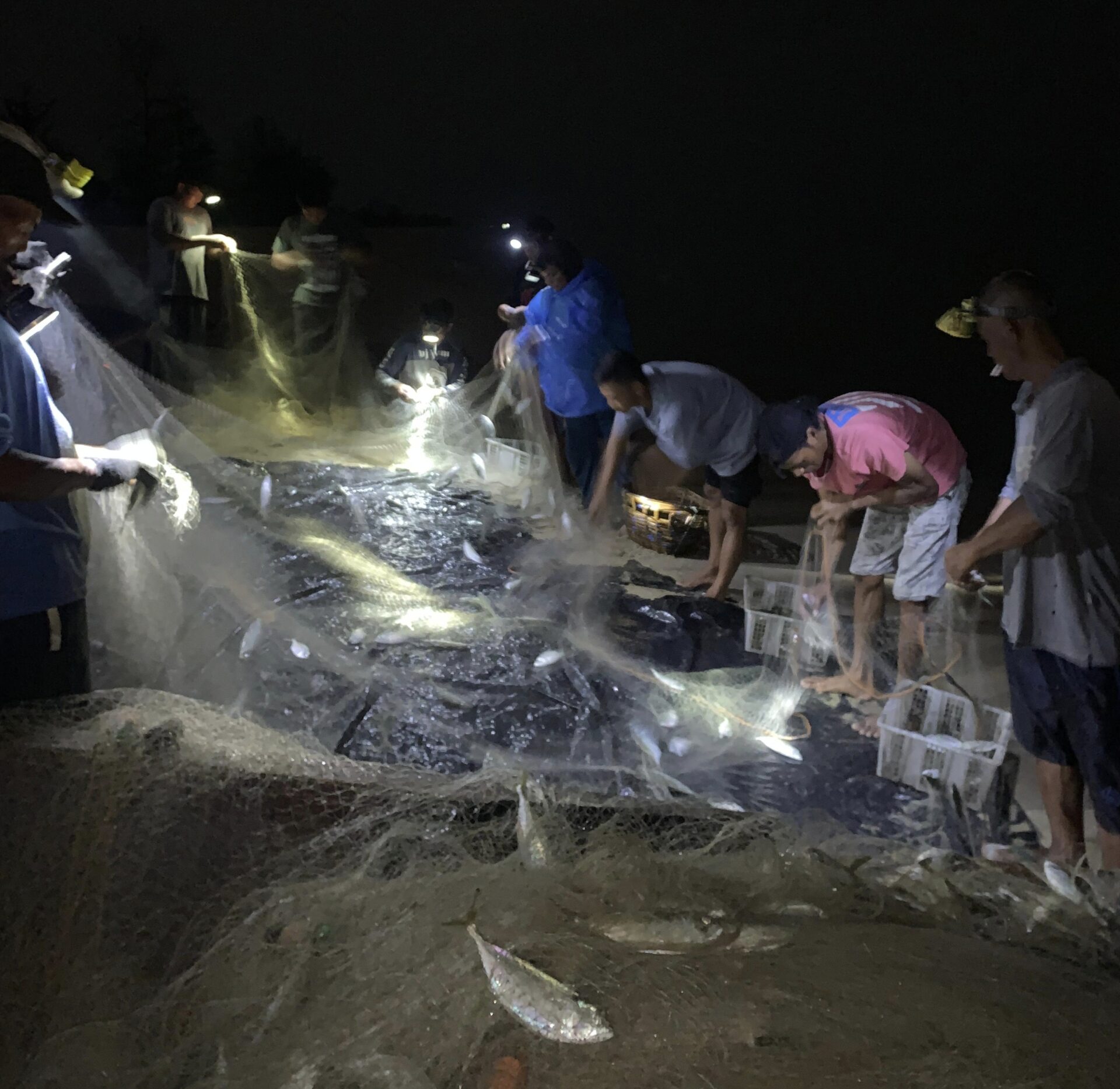 Nelayan Beriga Dapat Ikan Kembung Berton-ton