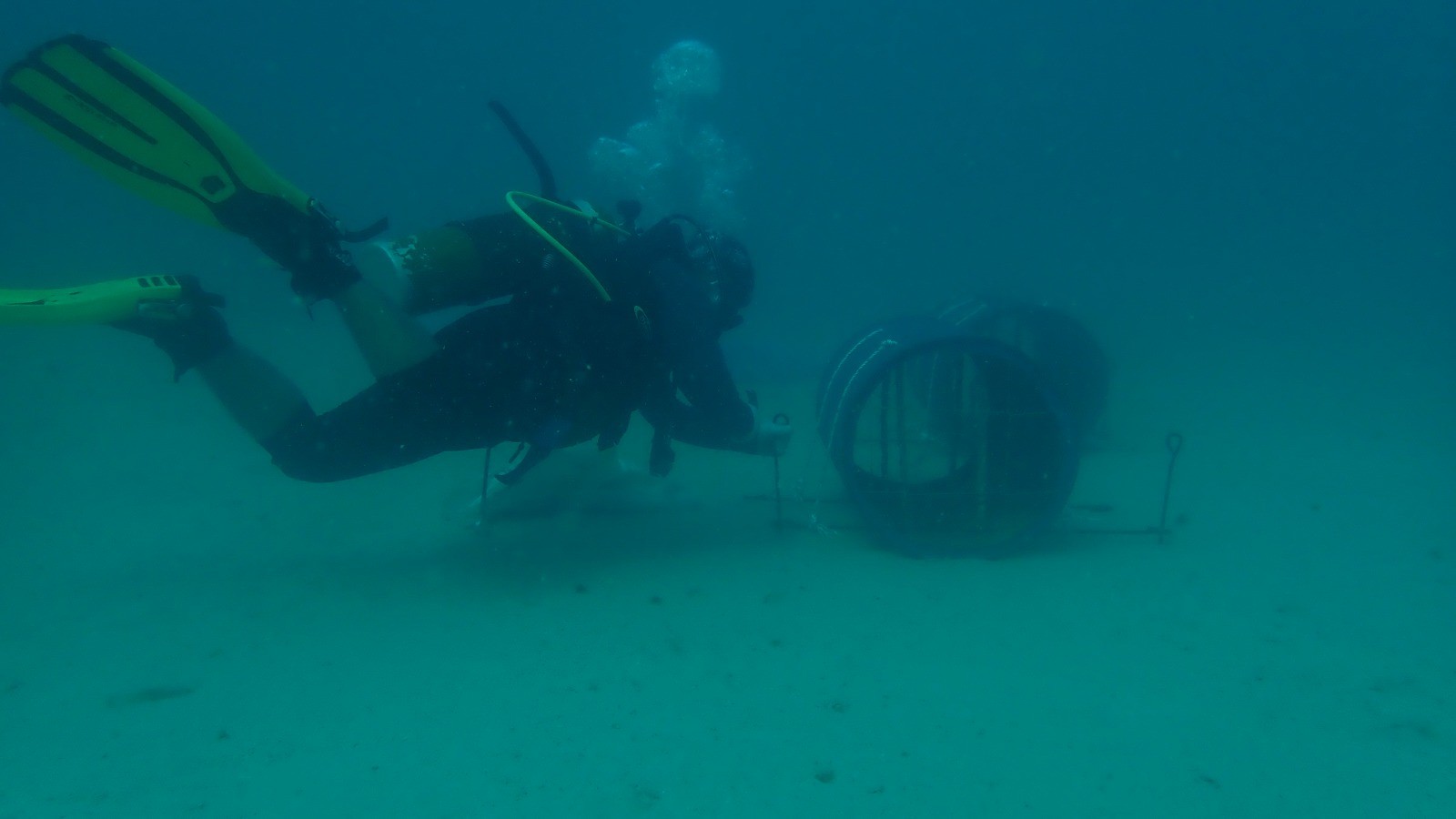 Puluhan Atraktor Cumi Ditenggelamkan di Bakau Limau