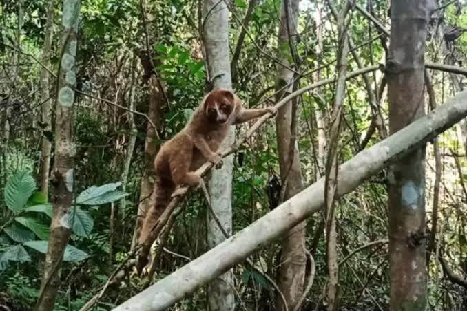 Bersama Alobi, PT Timah Turut Lestarikan Satwa Endemik
