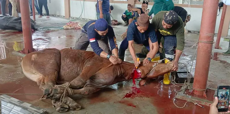 Pemkab Bangka Potong 14 Sapi