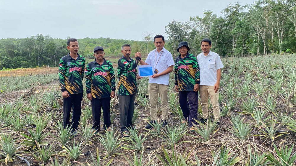 Poktan Bina Tani Tailong Dapat Bibit Nanas