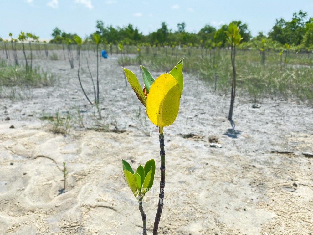 Program TJSL PT Timah, Ribuan Mangrove Ditanami