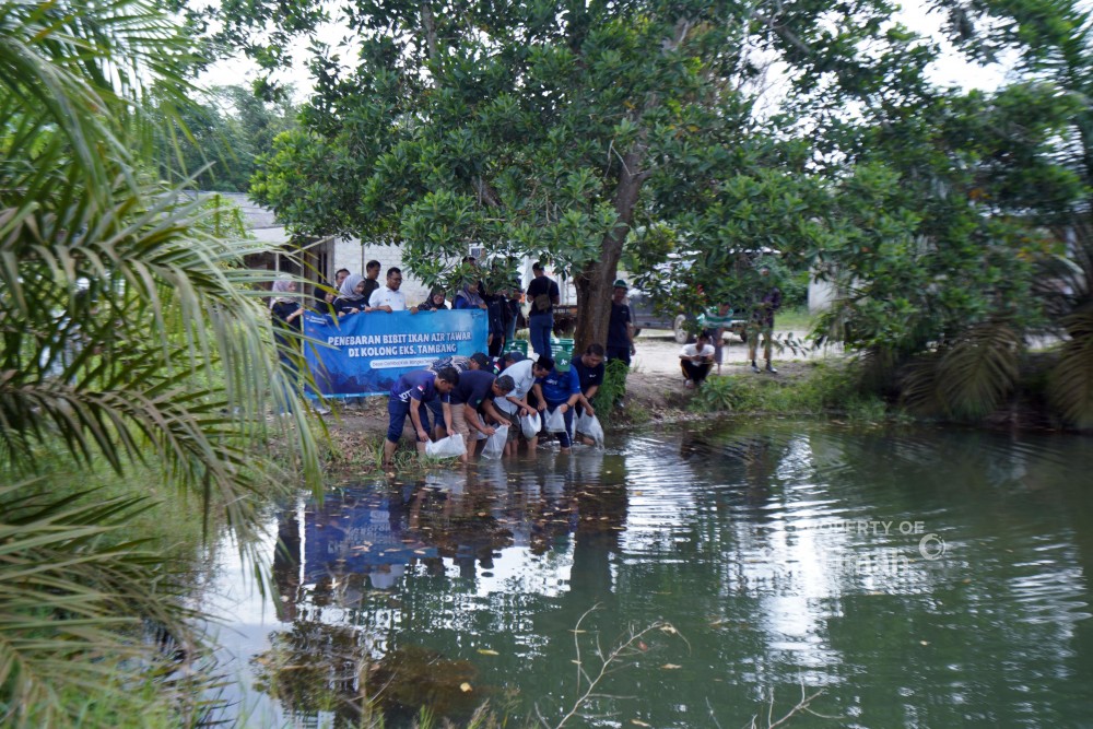 Usai Pemali, Kini PT Timah Kembali Tebar Benih Ikan di Bangka Tengah