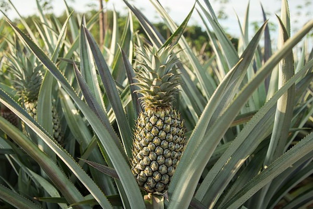 Budidaya Nanas Madu, Peluang Bisnis Pertanian dengan Prospek Cerah