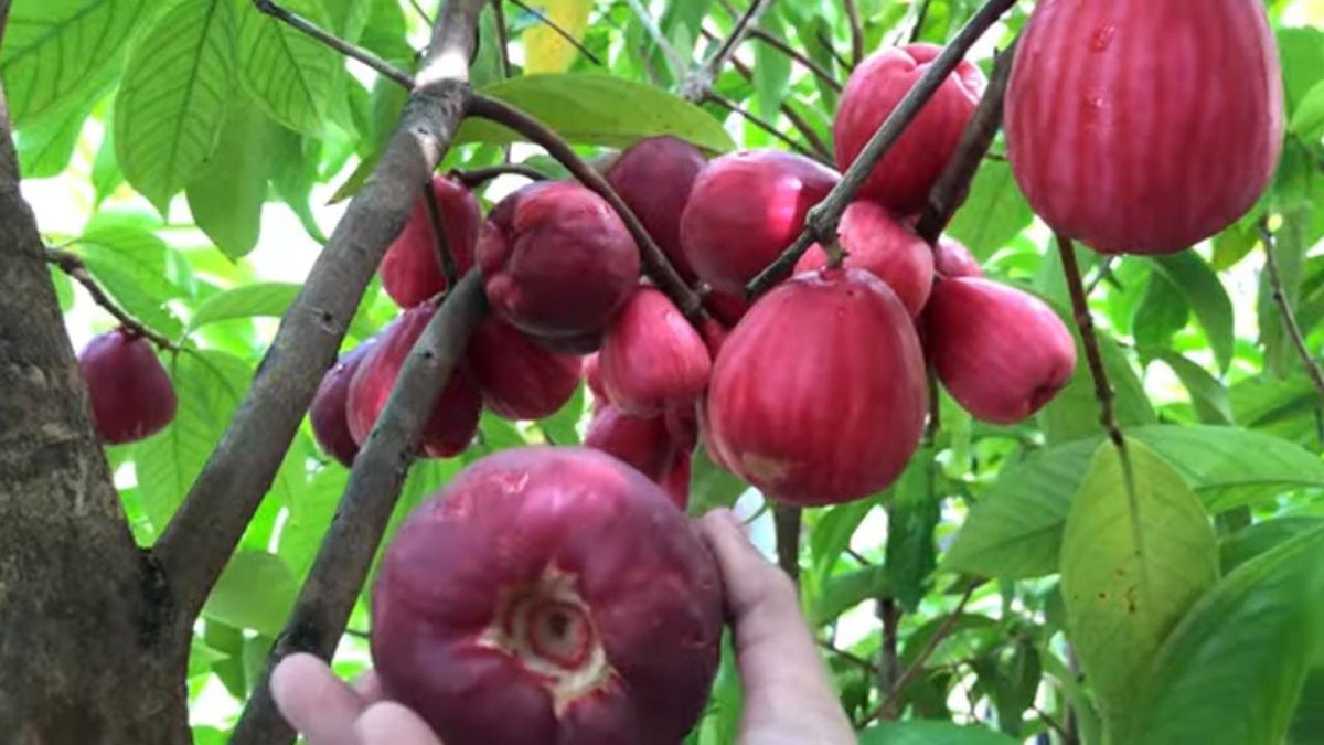 Jambu Jamaika