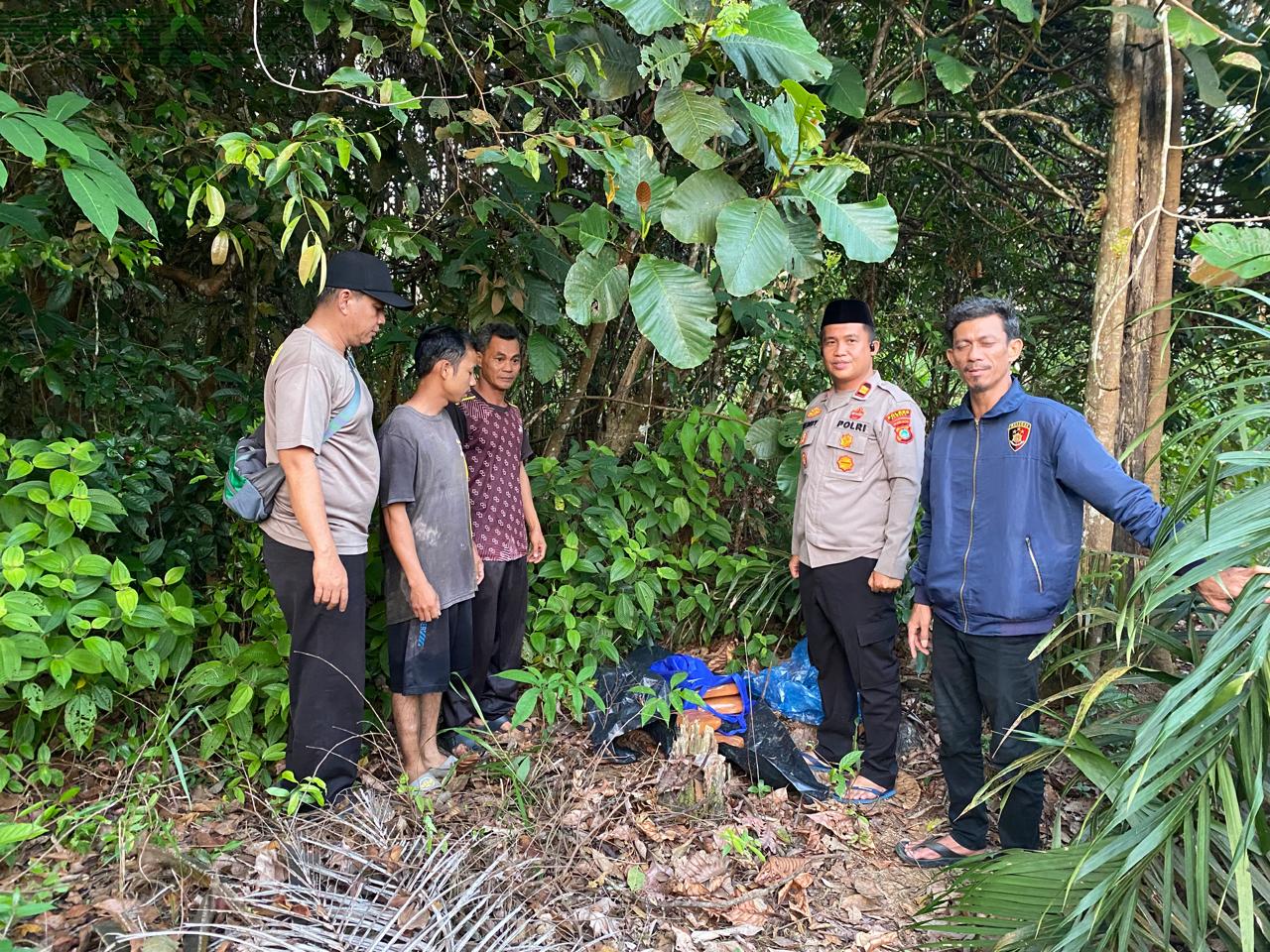Ganja Tak Bertuan Ditemukan di Kebun Warga Desa Air Duren