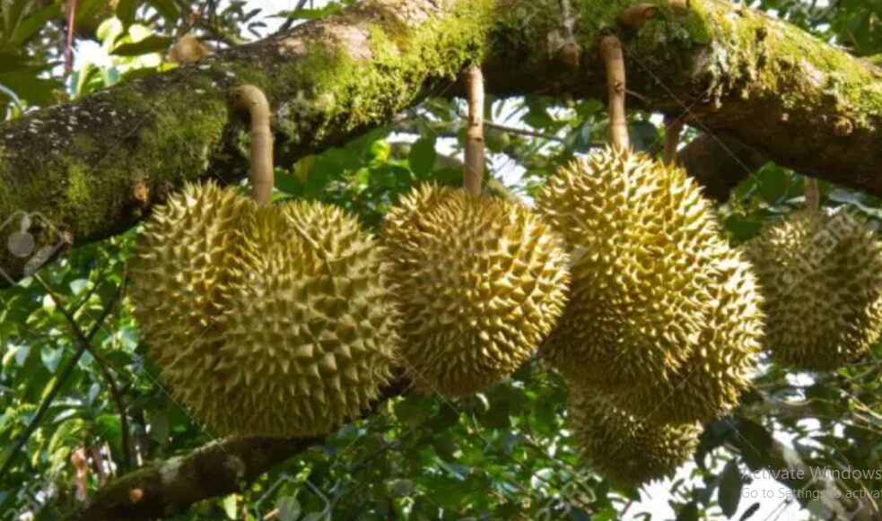 Budidaya Durian Bawor, Peluang Investasi Pertanian Bernilai Tinggi