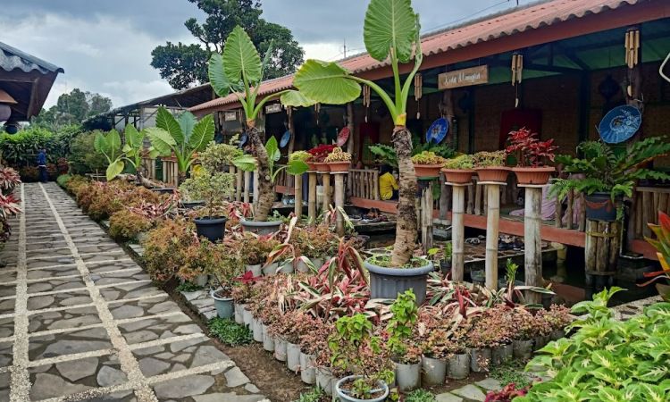Pesona Agrowisata Saung Manglid, Belajar Tanam dan Petik Sayur Langsung dari Kebun