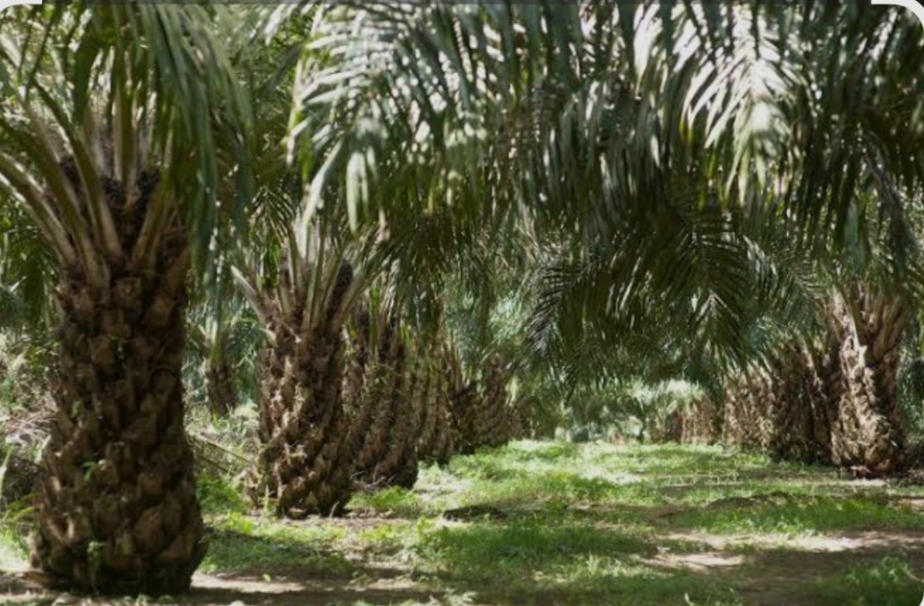 Ternyata dari Pajak Air Permukaan Lahan Perkebunan kelapa sawit, Bisa Tingkatkan PAD Kabupaten Bangka