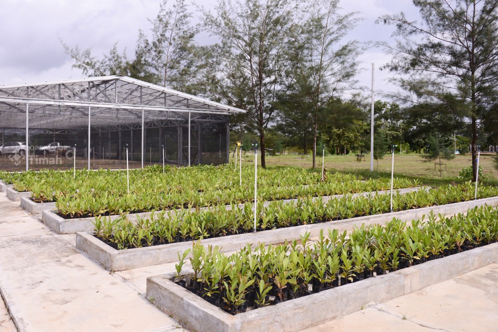 354 Hektar Sudah Direklamasi di 2025, Tahun ini 411,16 Sudah Diajukan Emiten TINS