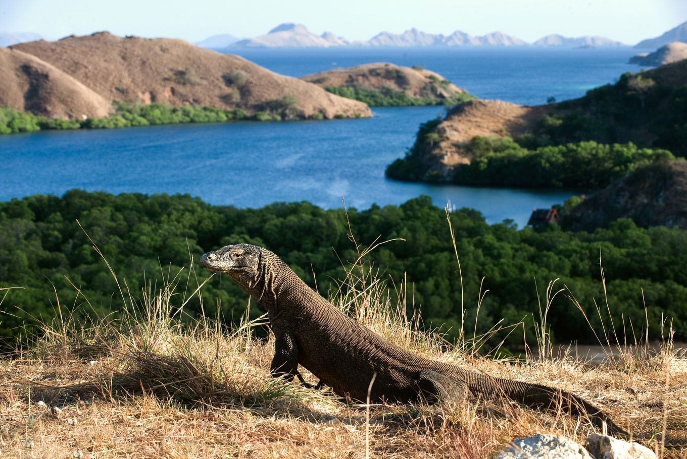 Taman Nasional Komodo Raih Predikat Destinasi Terindah Kedua Dunia 2026 Versi Time Out