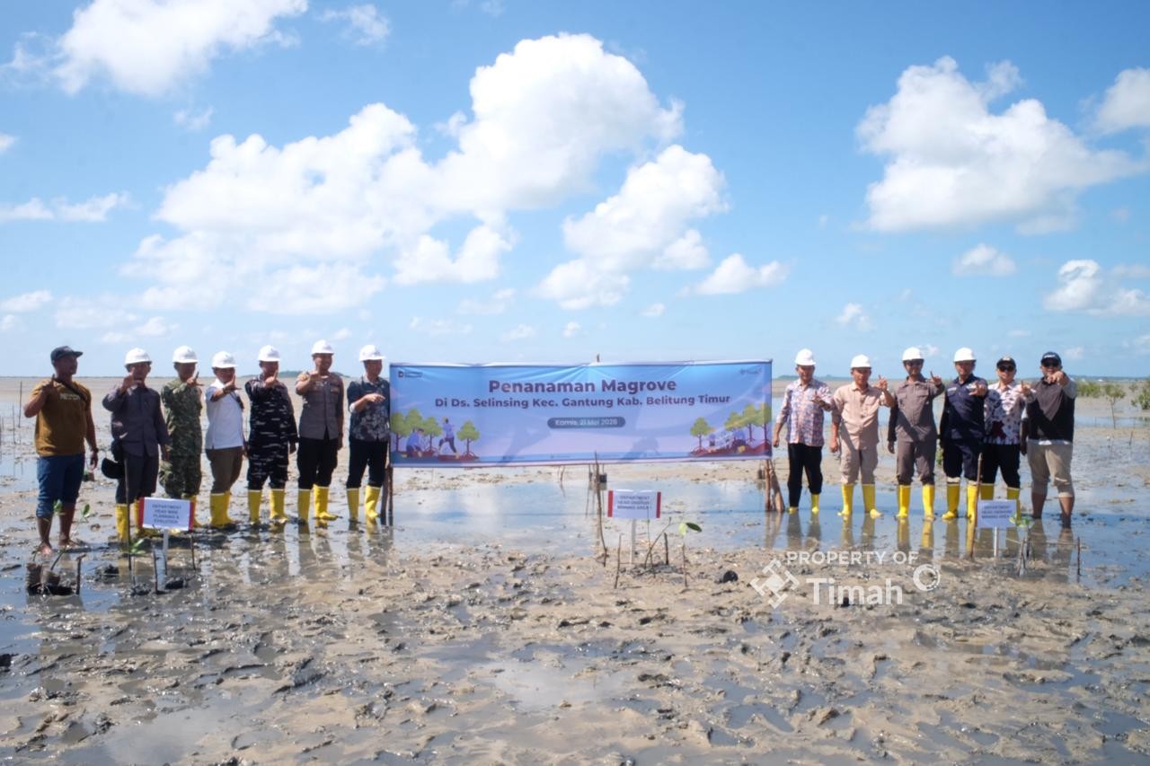 Abrasi Makin Parah, PT Timah Tanam 5.000 Mangrove di Pantai Mudong Belitung Timur
