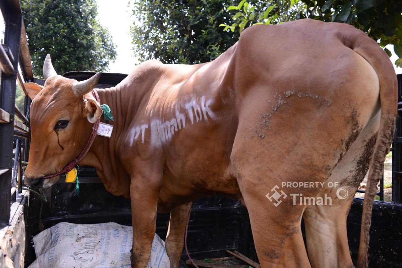 Tebar Kebahagiaan Idul Adha, PT Timah Salurkan 268 Sapi Kurban untuk Warga di 4 Wilayah