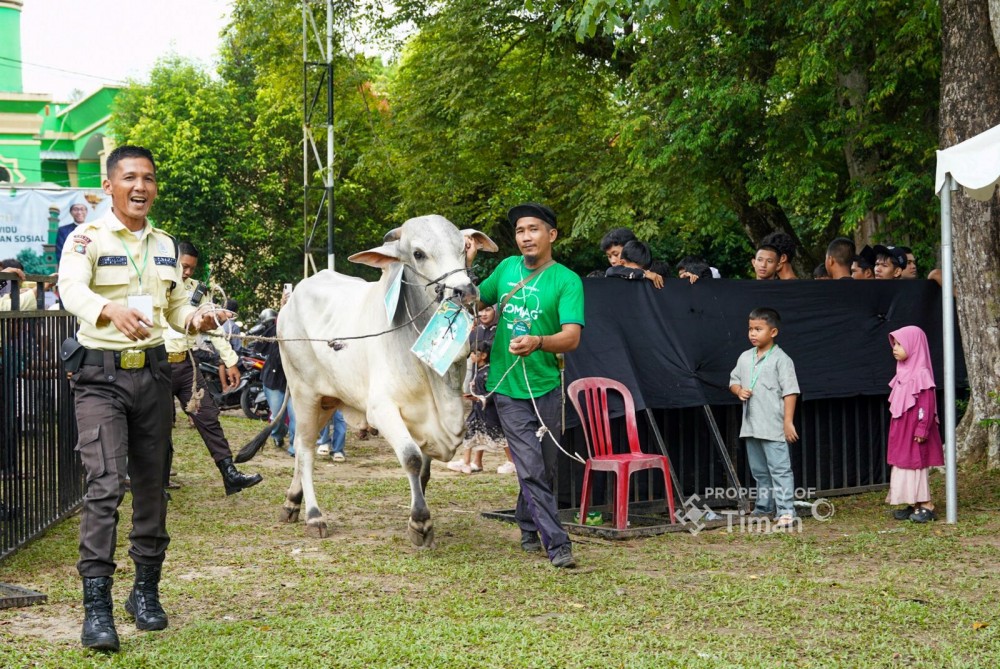 281 Hewan Kurban PT Timah Tebar Kebahagiaan, Bupati di Empat Daerah Beri Apresiasi