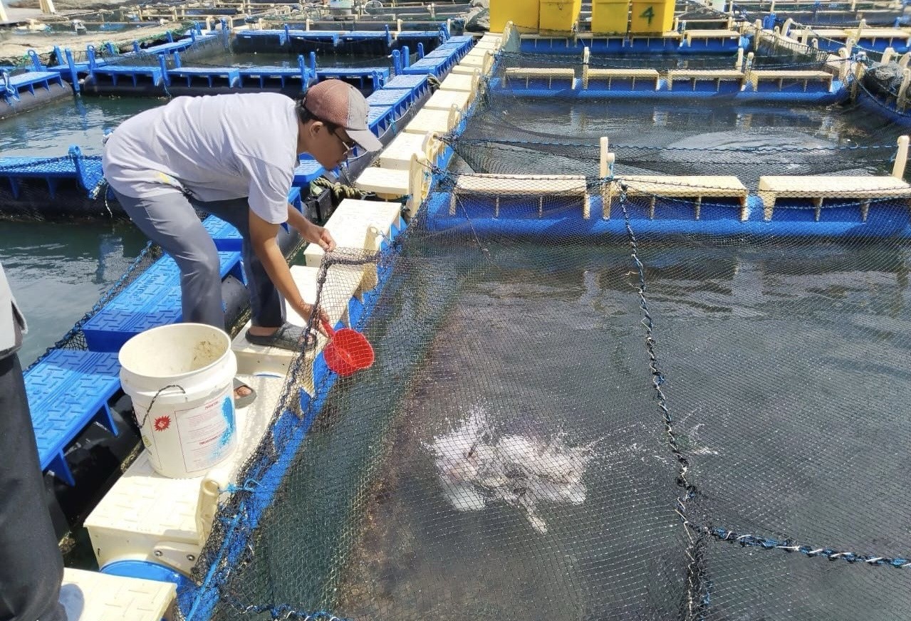 Dari 500 Benih hingga Panen Ratusan Kilo, Nelayan Sawang Laut Bangun Harapan Baru Lewat Kakap Putih